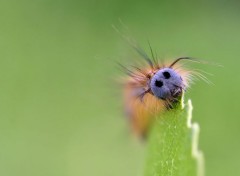  Animaux chenille