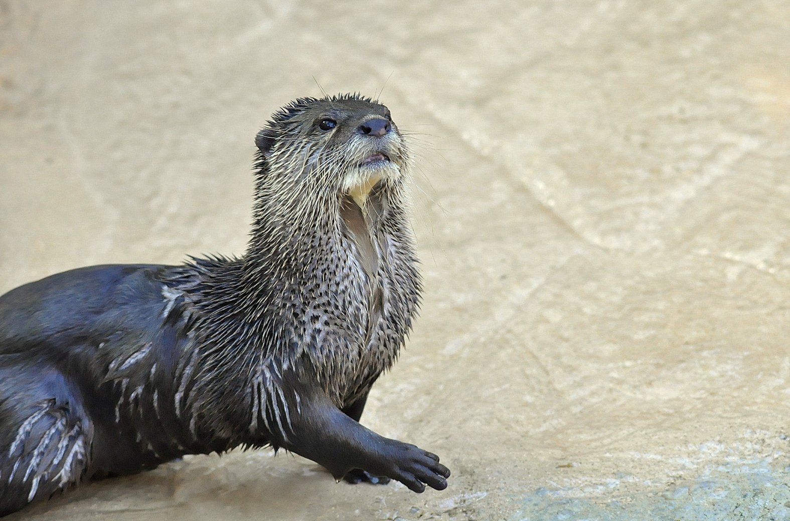 Wallpapers Animals Otters Loutre