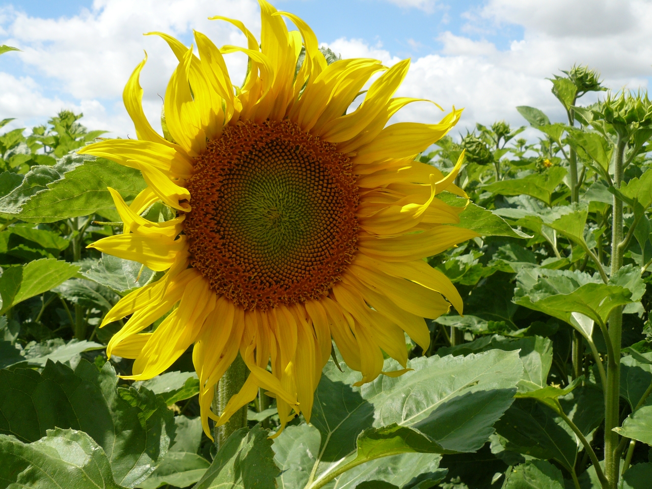 Wallpapers Nature Flowers Tournesol