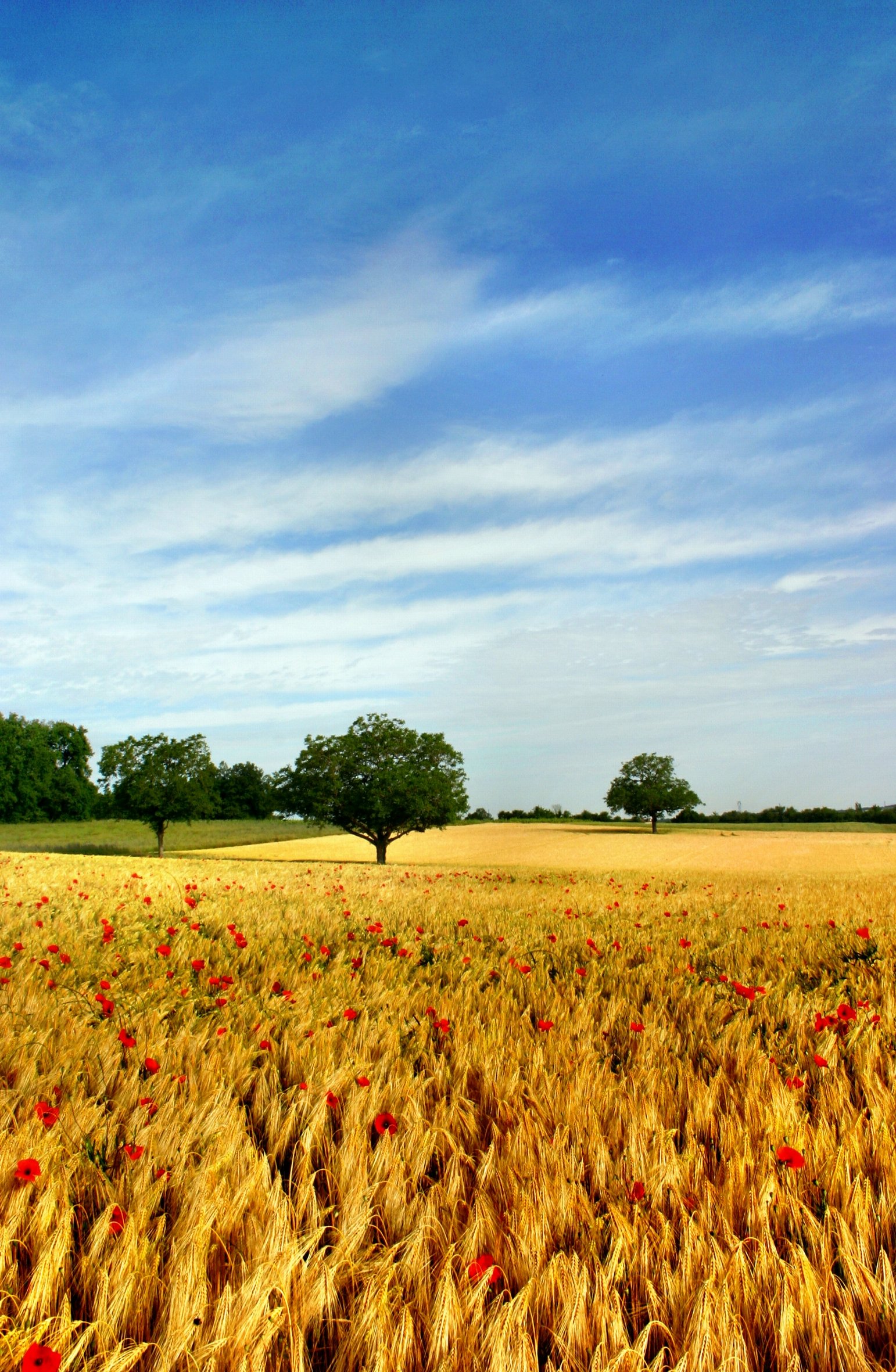 Wallpapers Nature Fields champ de bl