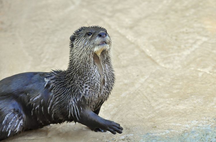 Fonds d'cran Animaux Loutres Loutre