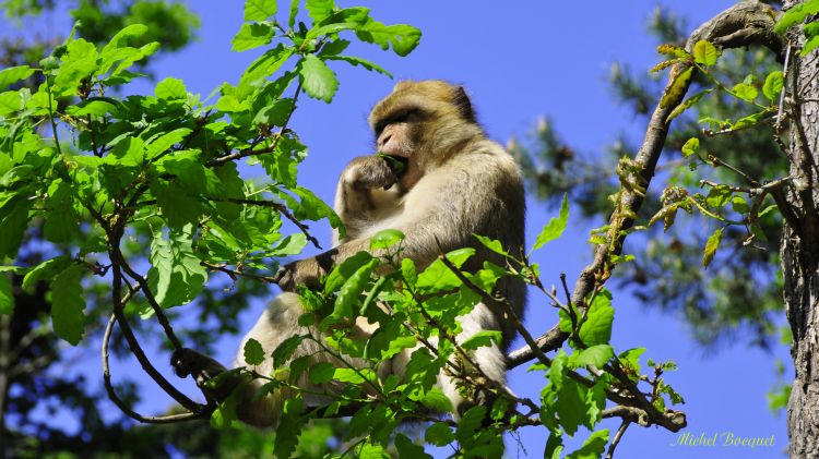 Fonds d'cran Animaux Singes Singes