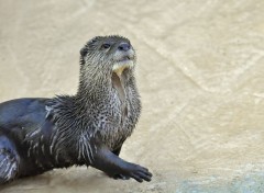  Animaux Loutre