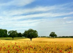  Nature champ de bl