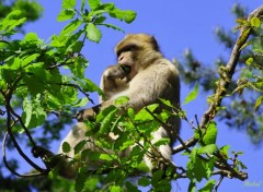  Animaux Singes