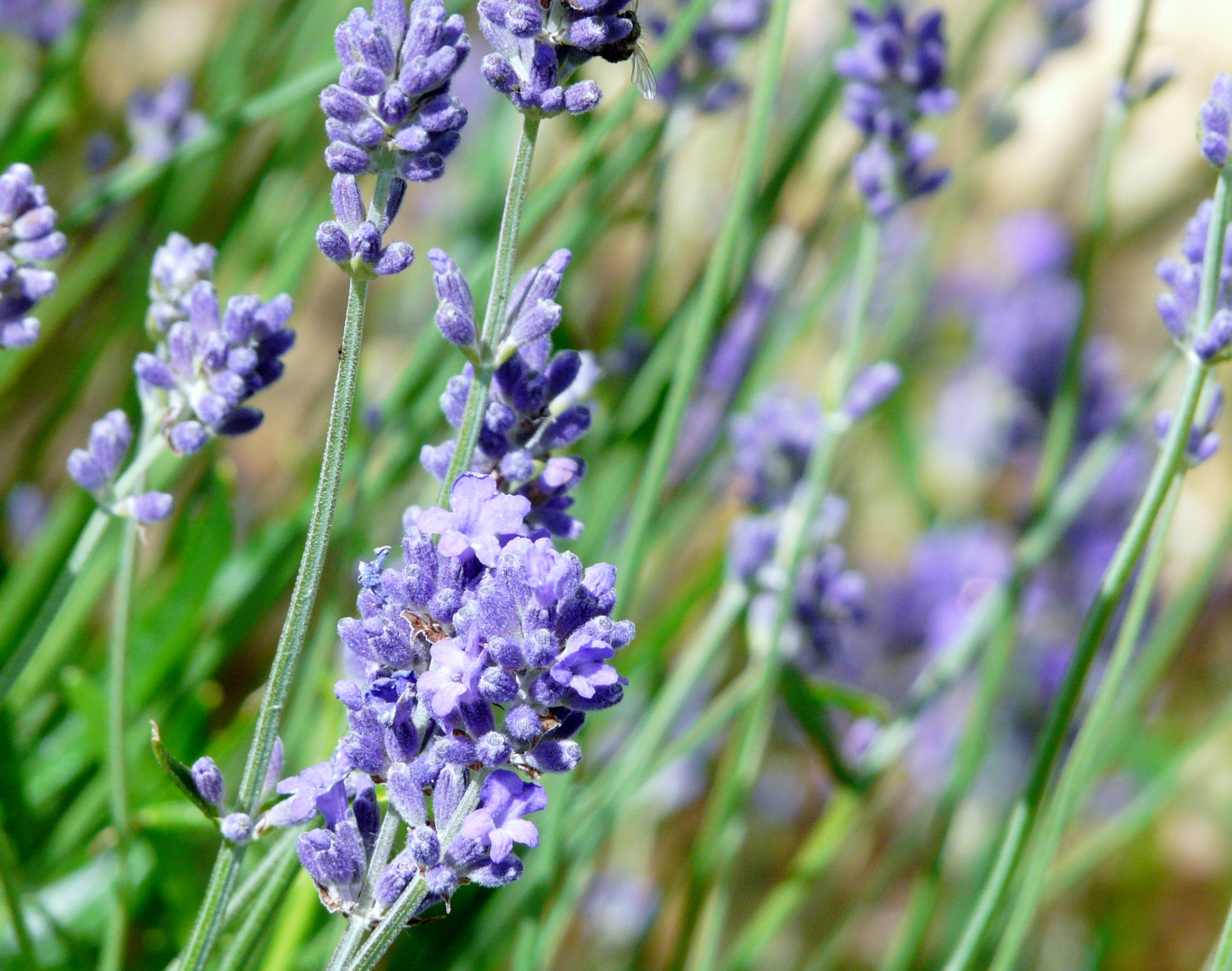 Fonds d'cran Nature Fleurs 