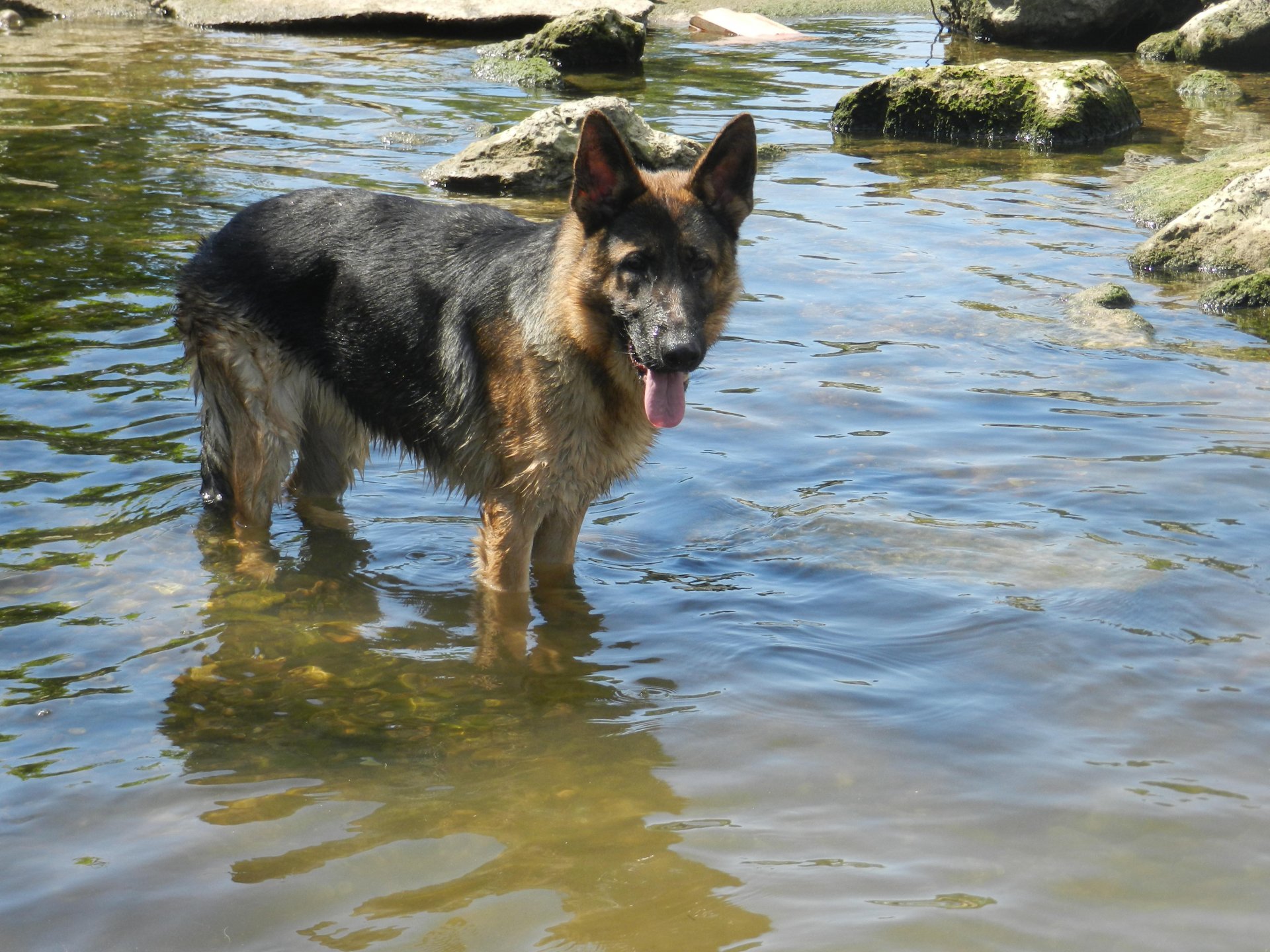 Fonds d'cran Animaux Chiens Galby