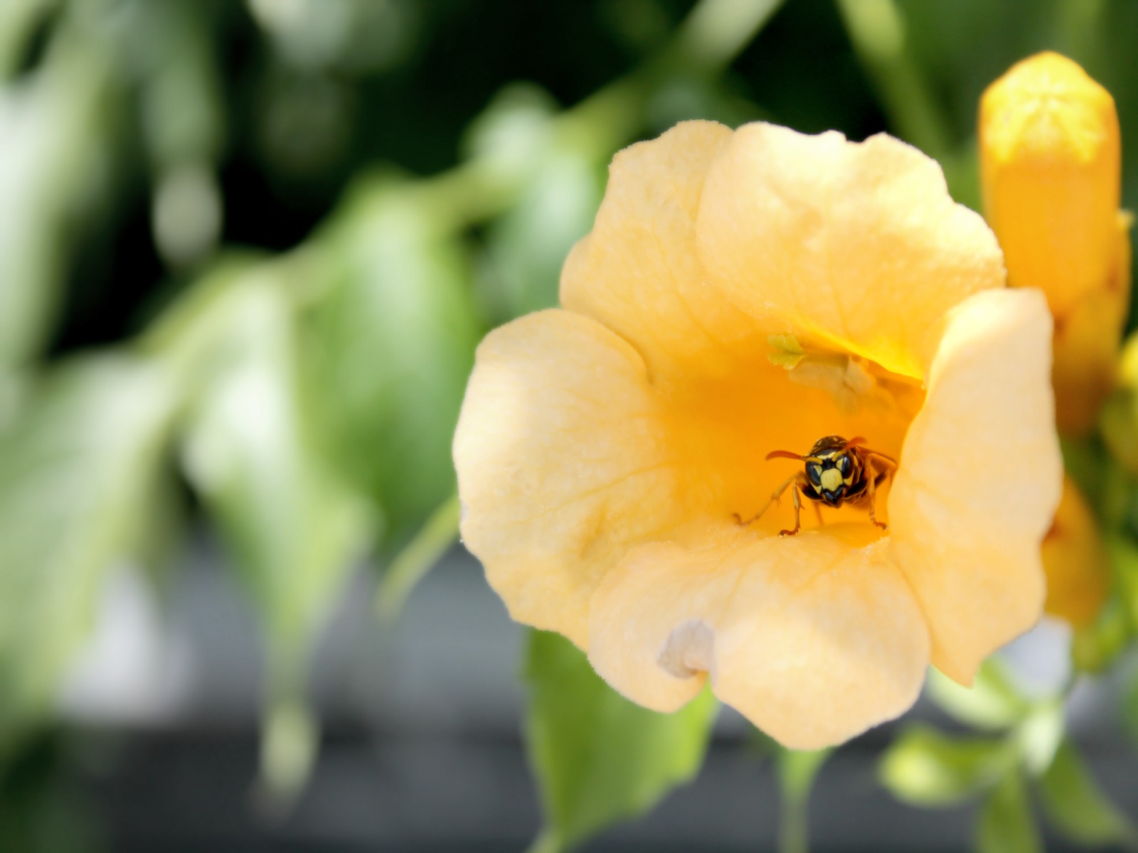 Fonds d'cran Animaux Insectes - Abeilles Gupes ... Ma bignone est trs apprcie par les insectes!