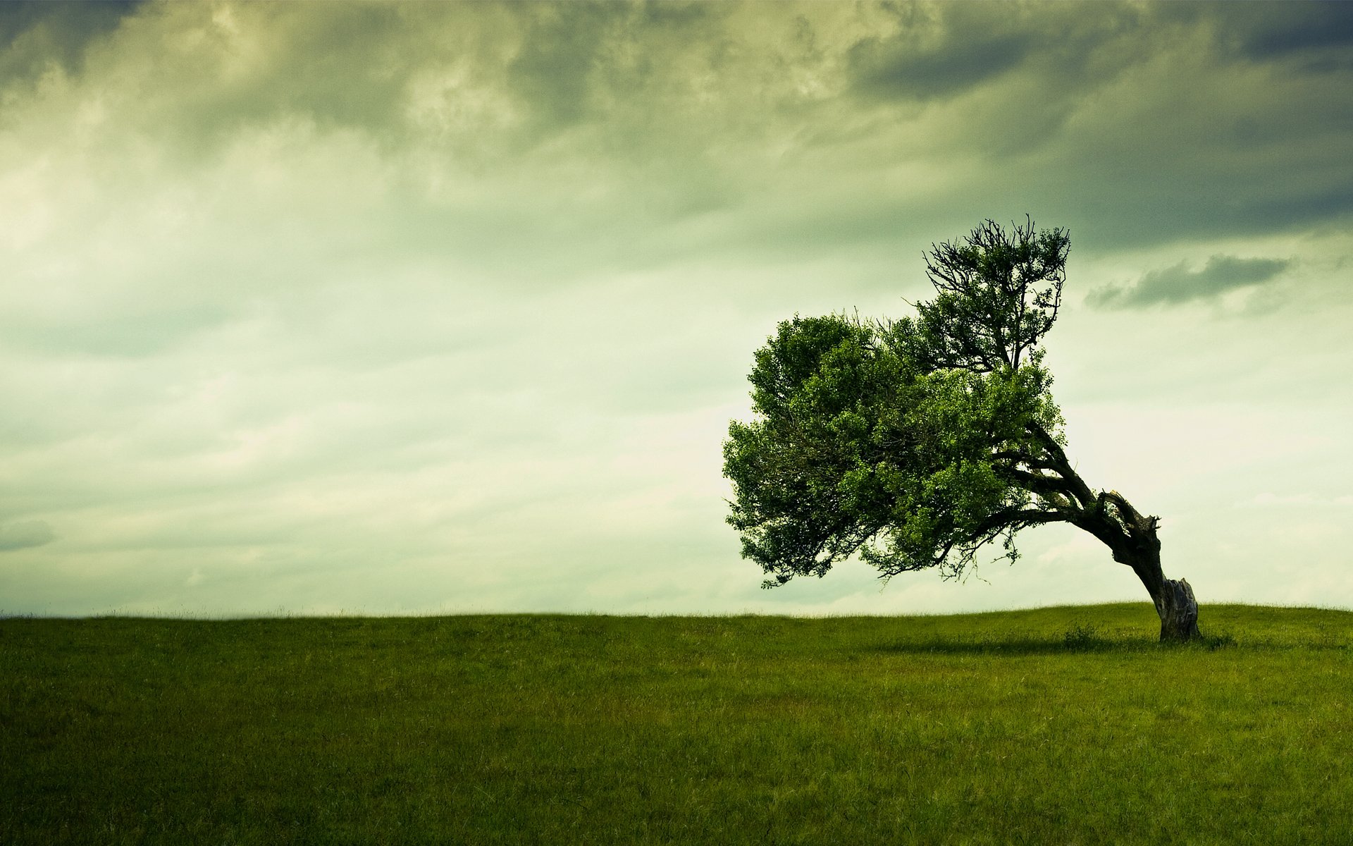 Fonds d'cran Nature Arbres - Forts 