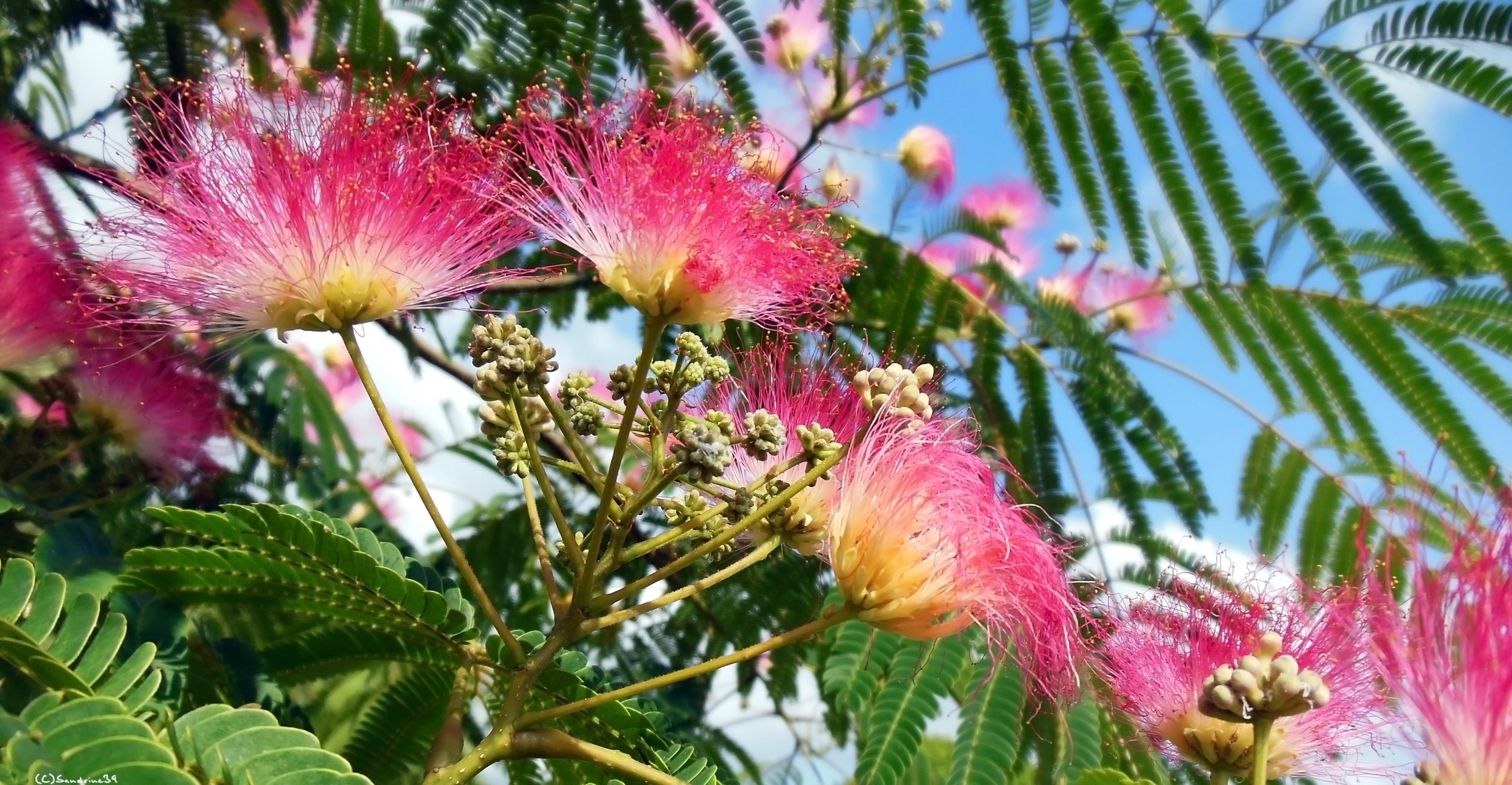 Fonds d'cran Nature Fleurs Fleurs d'albizia