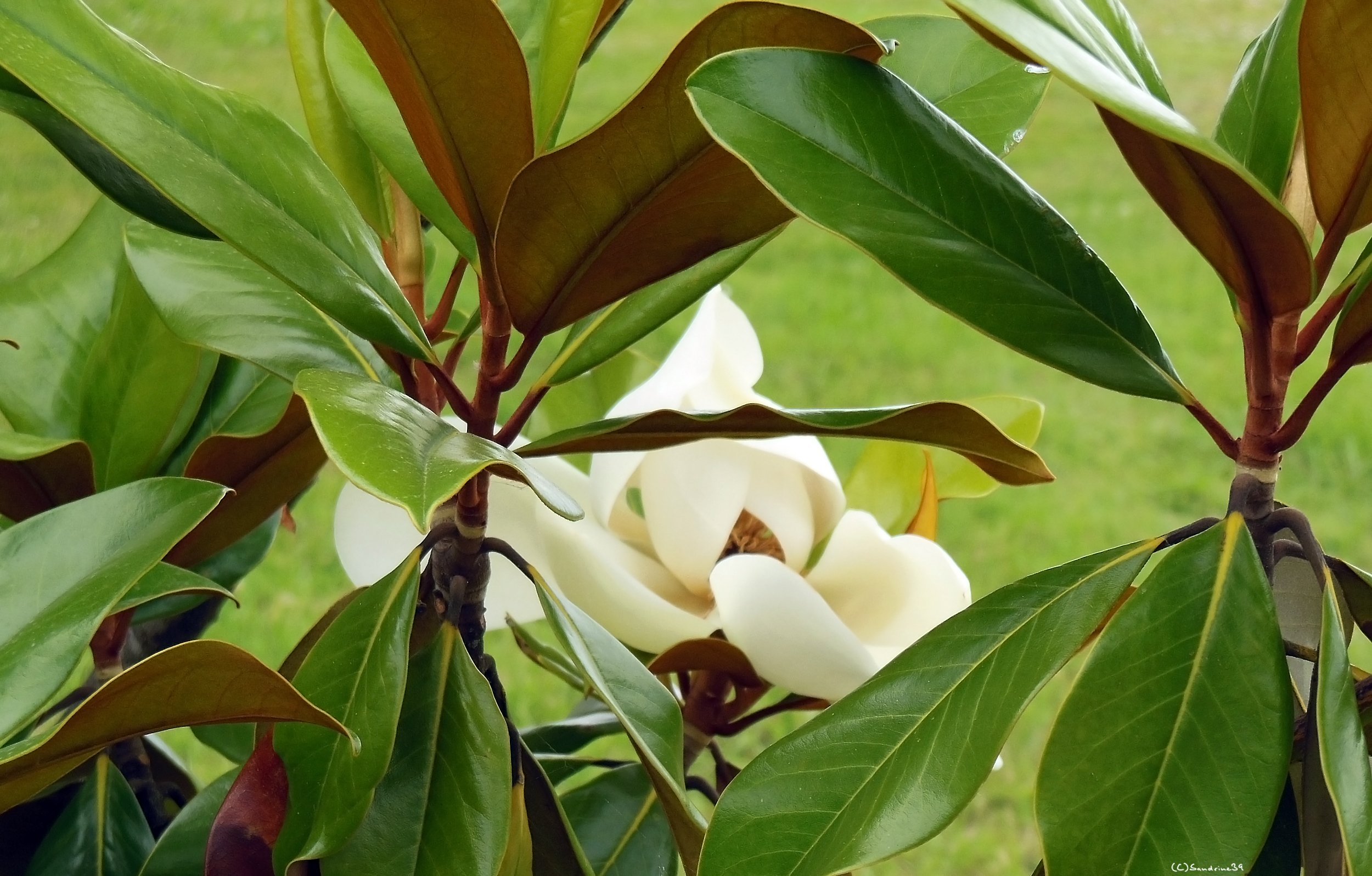 Wallpapers Nature Flowers Magnolia blanc gant