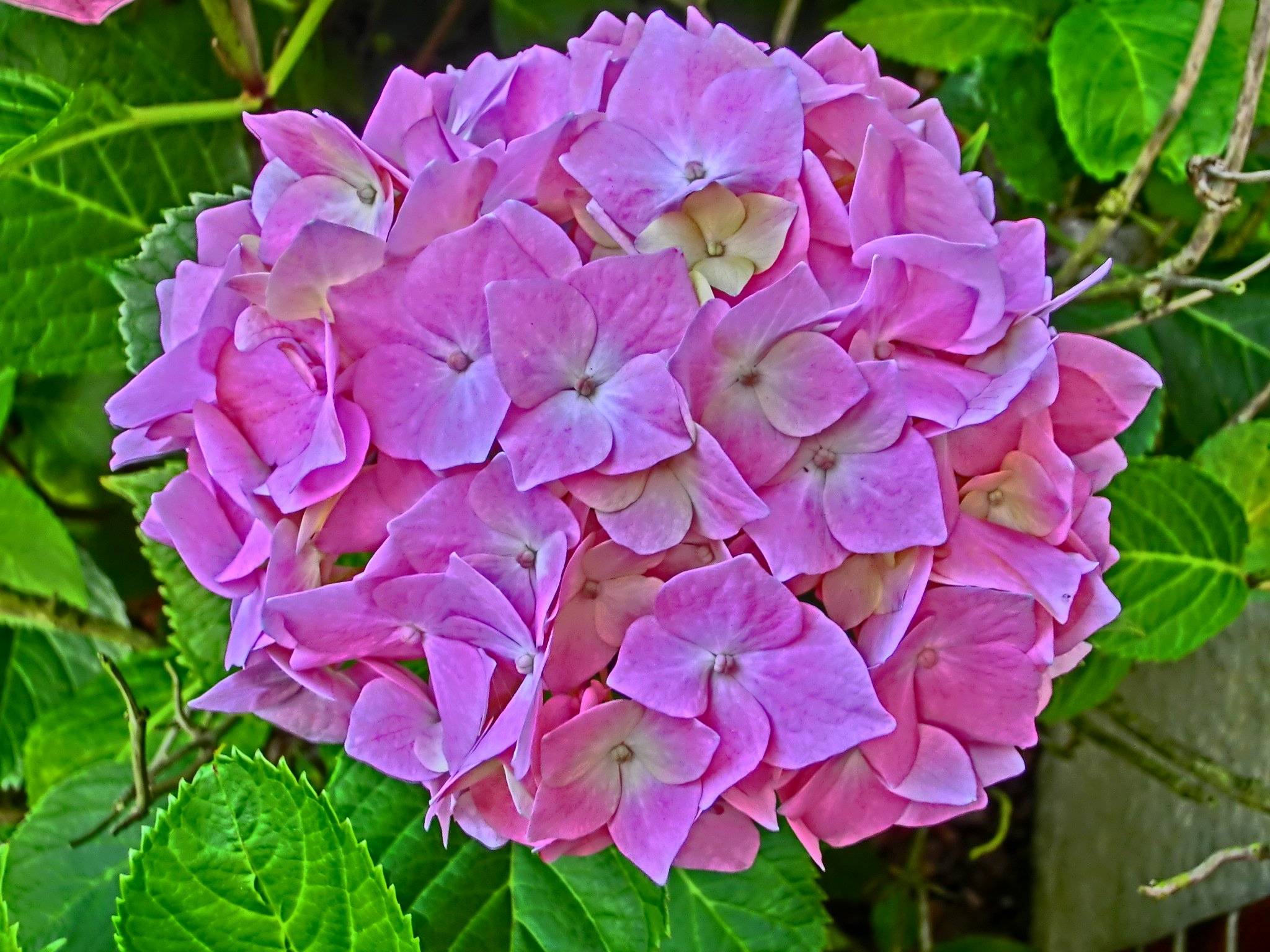 Fonds d'cran Nature Fleurs hortensias