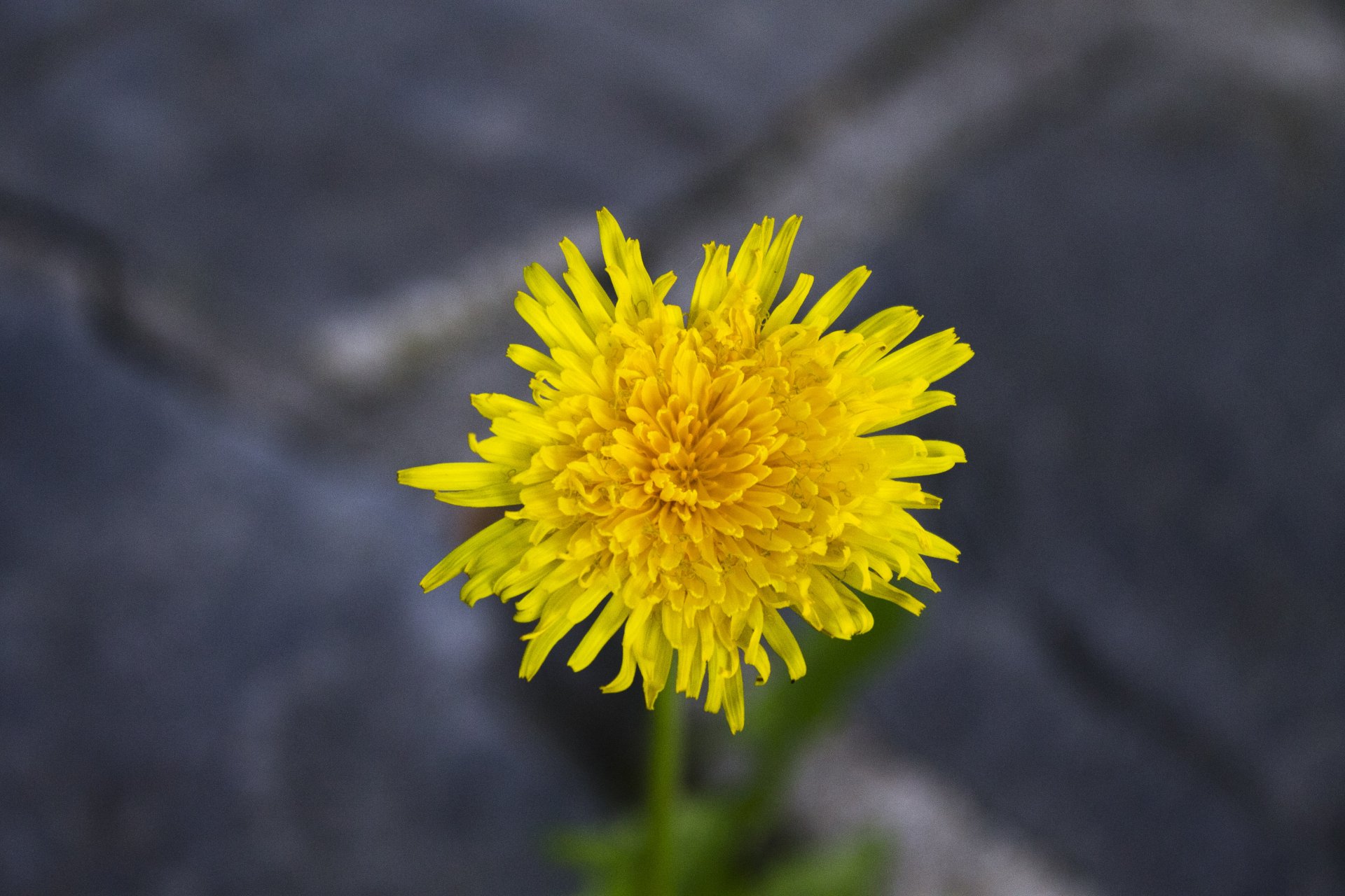 Fonds d'cran Nature Fleurs 