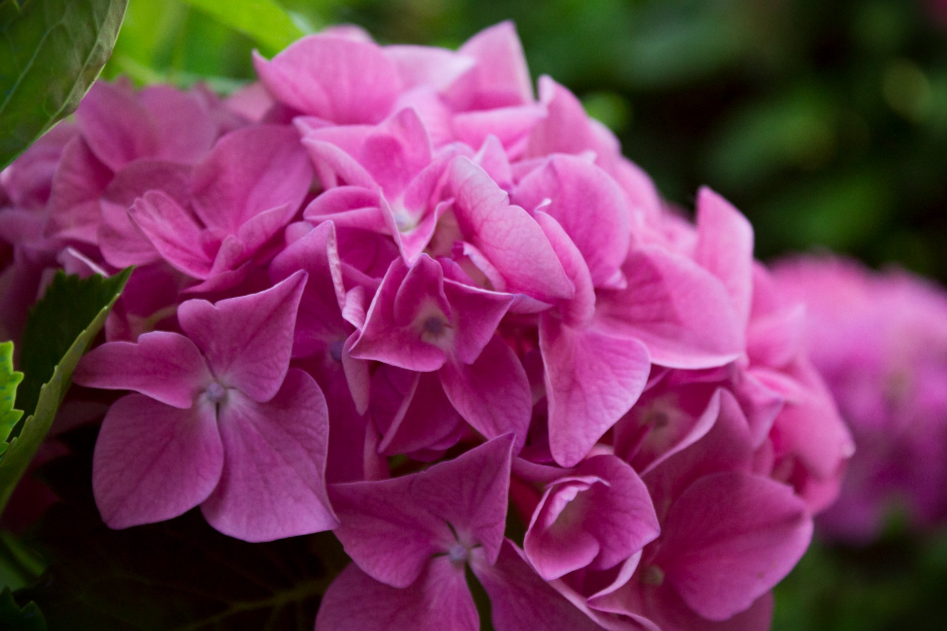 Fonds d'cran Nature Fleurs 