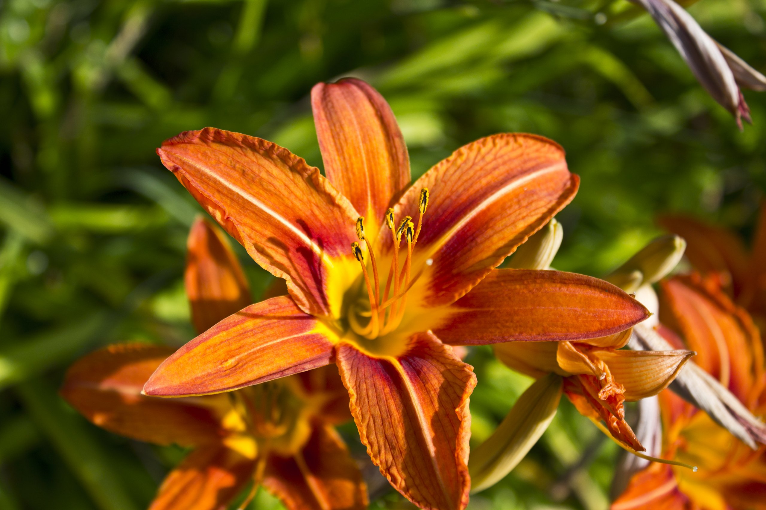 Fonds d'cran Nature Fleurs 