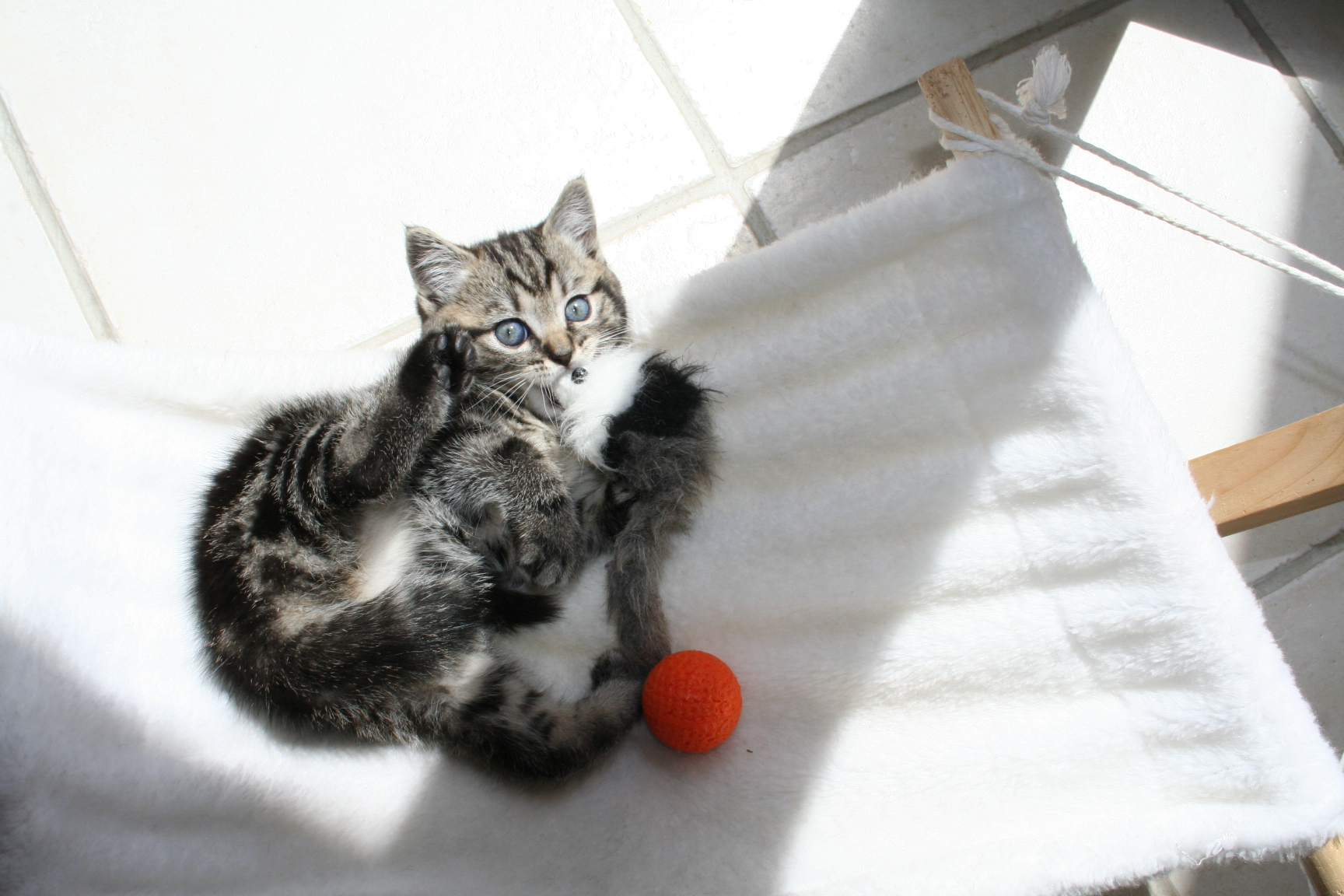 Fonds d'cran Animaux Chats - Chatons c est la fete