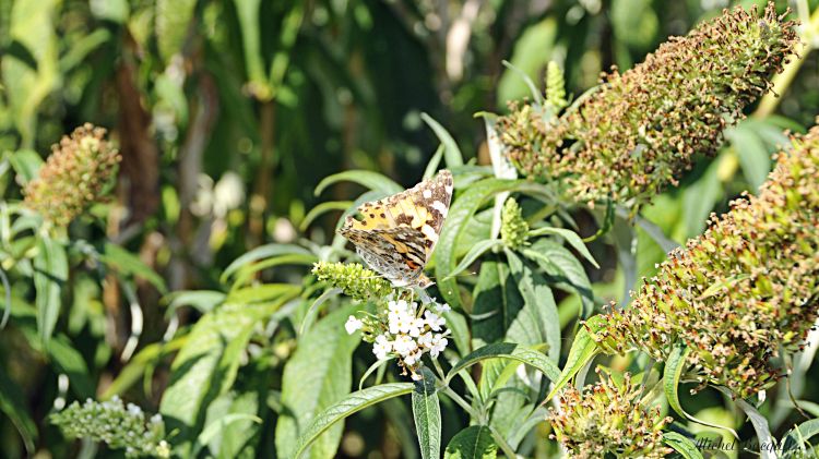 Fonds d'cran Animaux Insectes - Papillons Papillon