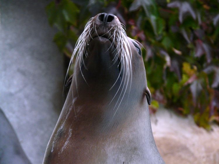 Wallpapers Animals Sealife - Sea lions Wallpaper N306339