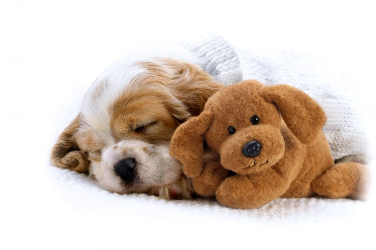 Wallpapers Animals Dogs Moi je dors avec nounours....