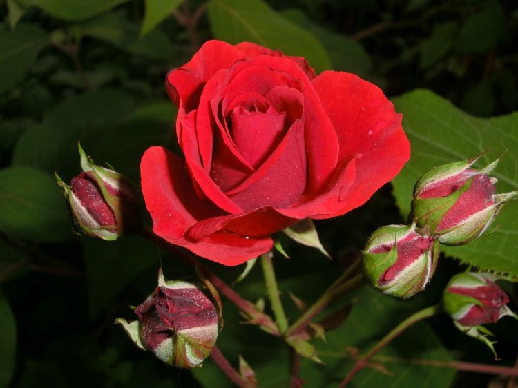 Fonds d'cran Nature Fleurs une rose vient d eclore