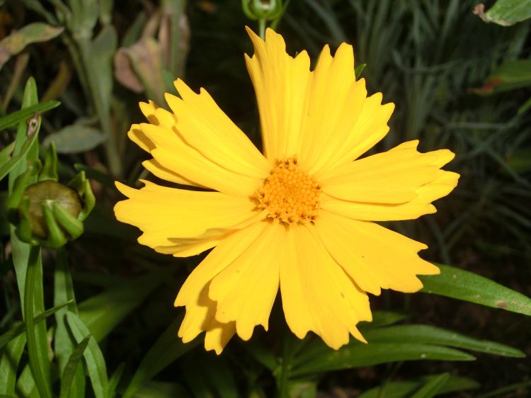 Fonds d'cran Nature Fleurs fleur du soir