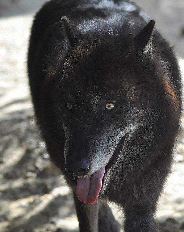 Wallpapers Animals Wolves  Black Wolf