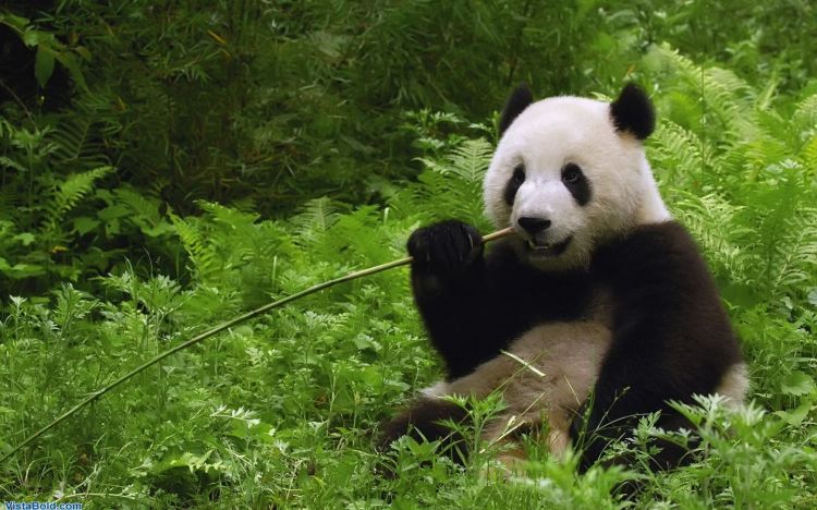 Fonds d'cran Animaux Pandas Wallpaper N306463