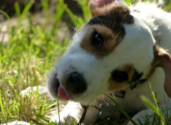  Animaux Innocence