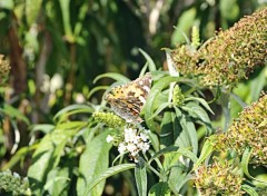  Animaux Papillon