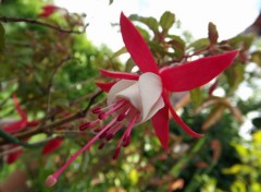  Nature fleurs