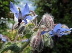  Nature fleurs