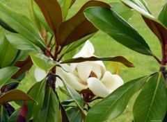  Nature Magnolia blanc gant