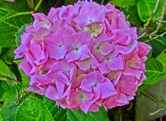  Nature hortensias