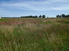  Nature la campagne 