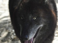  Animals  Black Wolf