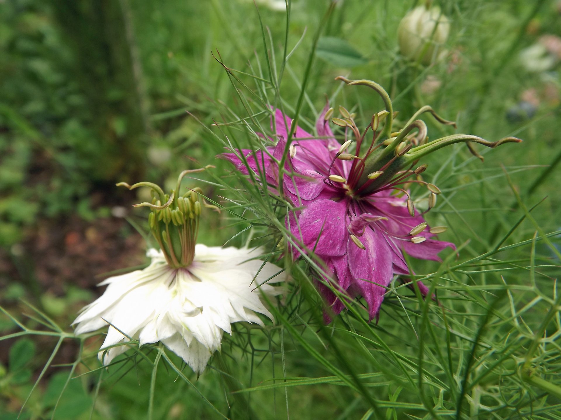 Wallpapers Nature Flowers nigelles 