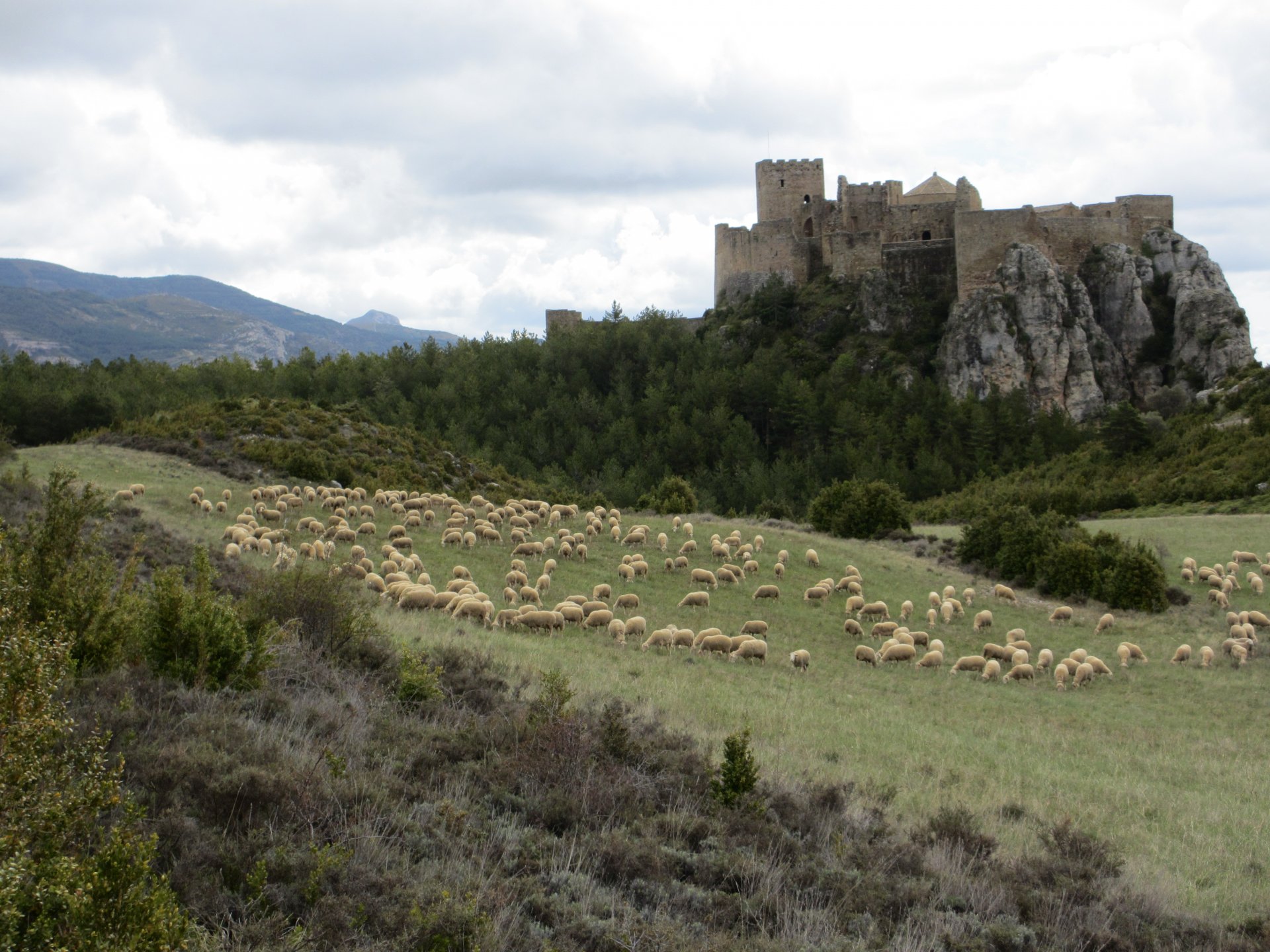 Fonds d'cran Animaux Moutons - Mouflons Moutons devant le chteau de Loar, Aragon, Espagne