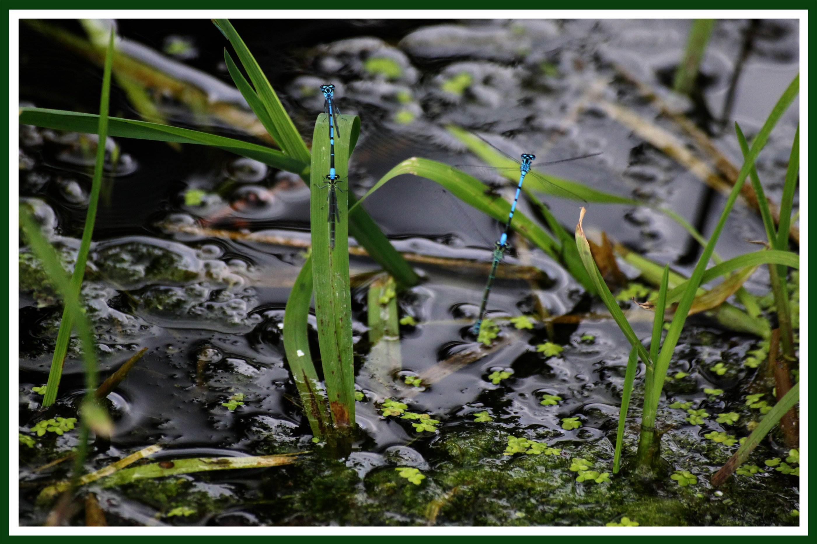 Fonds d'cran Animaux Insectes - Libellules 