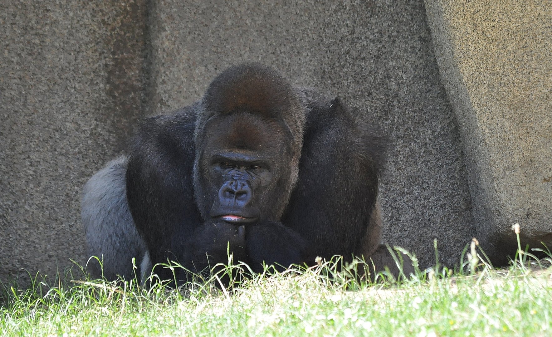 Fonds d'cran Animaux Singes Gorille argent 