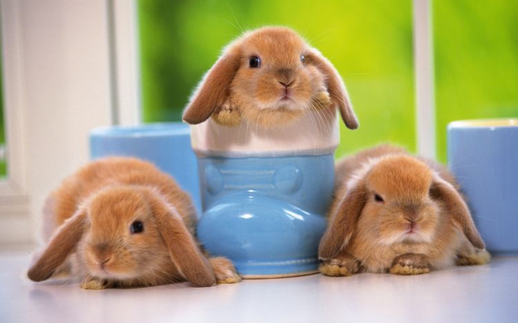 Wallpapers Animals Rabbits Les trpls