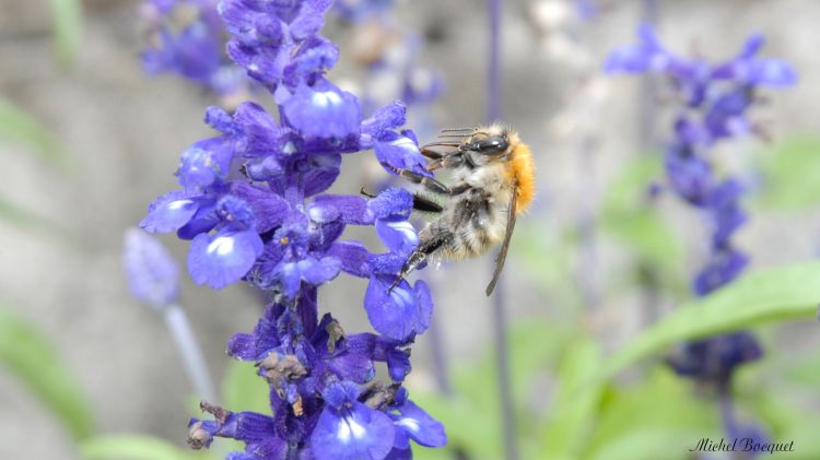 Fonds d'cran Animaux Insectes - Abeilles Gupes ... L'abeille butineuse