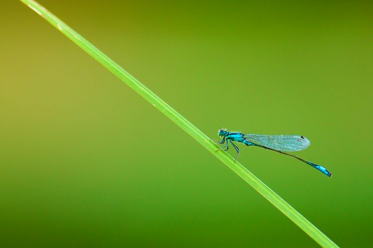 Fonds d'cran Animaux Insectes - Libellules miss dragonfly 