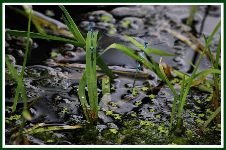 Fonds d'cran Animaux Insectes - Libellules Wallpaper N306549