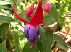  Nature fushia