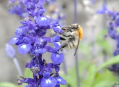  Animaux L'abeille butineuse