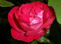  Nature rose rose ....