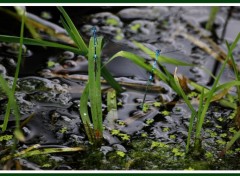  Animaux Image sans titre N306549