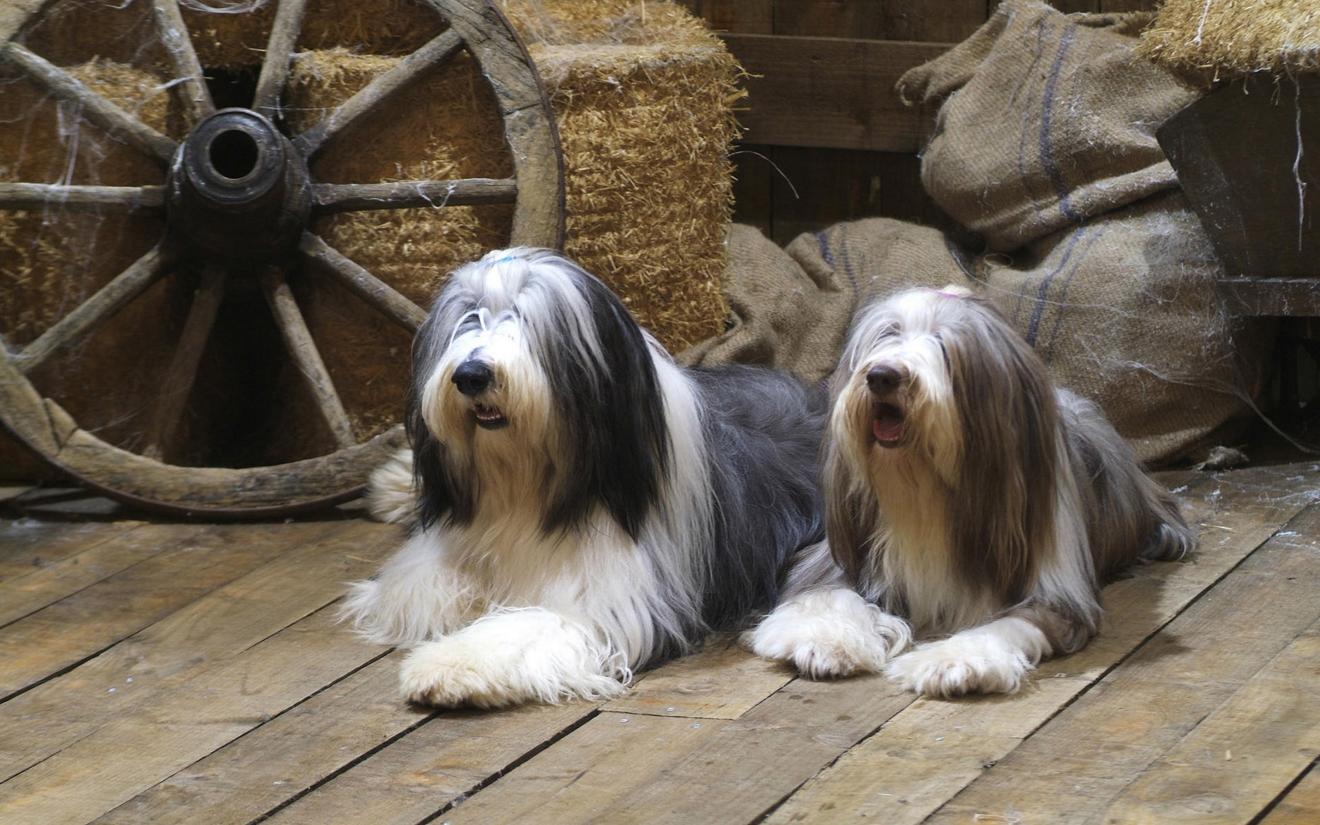 Fonds d'cran Animaux Chiens Joli duo.