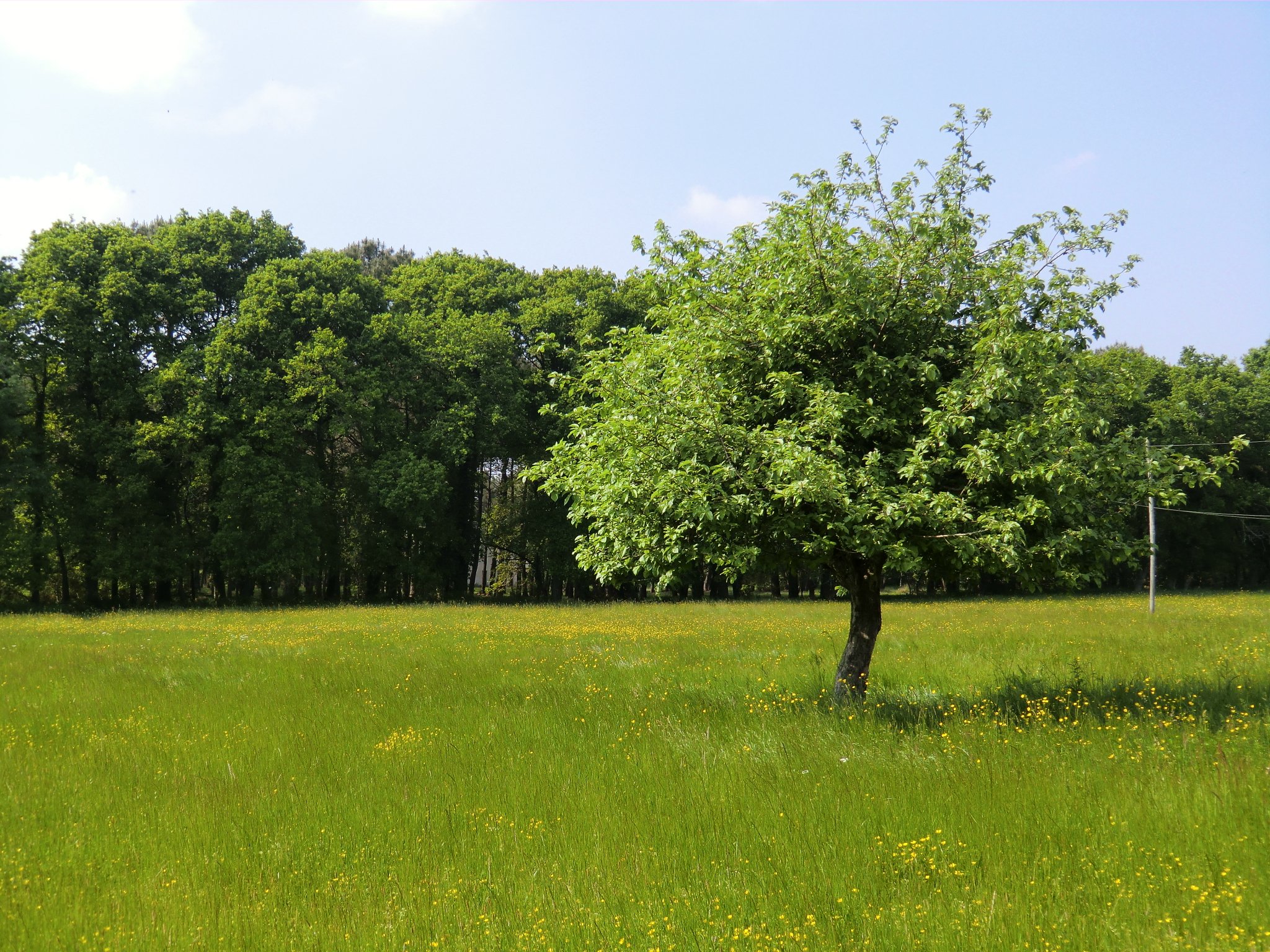 Fonds d'cran Nature Arbres - Forts 