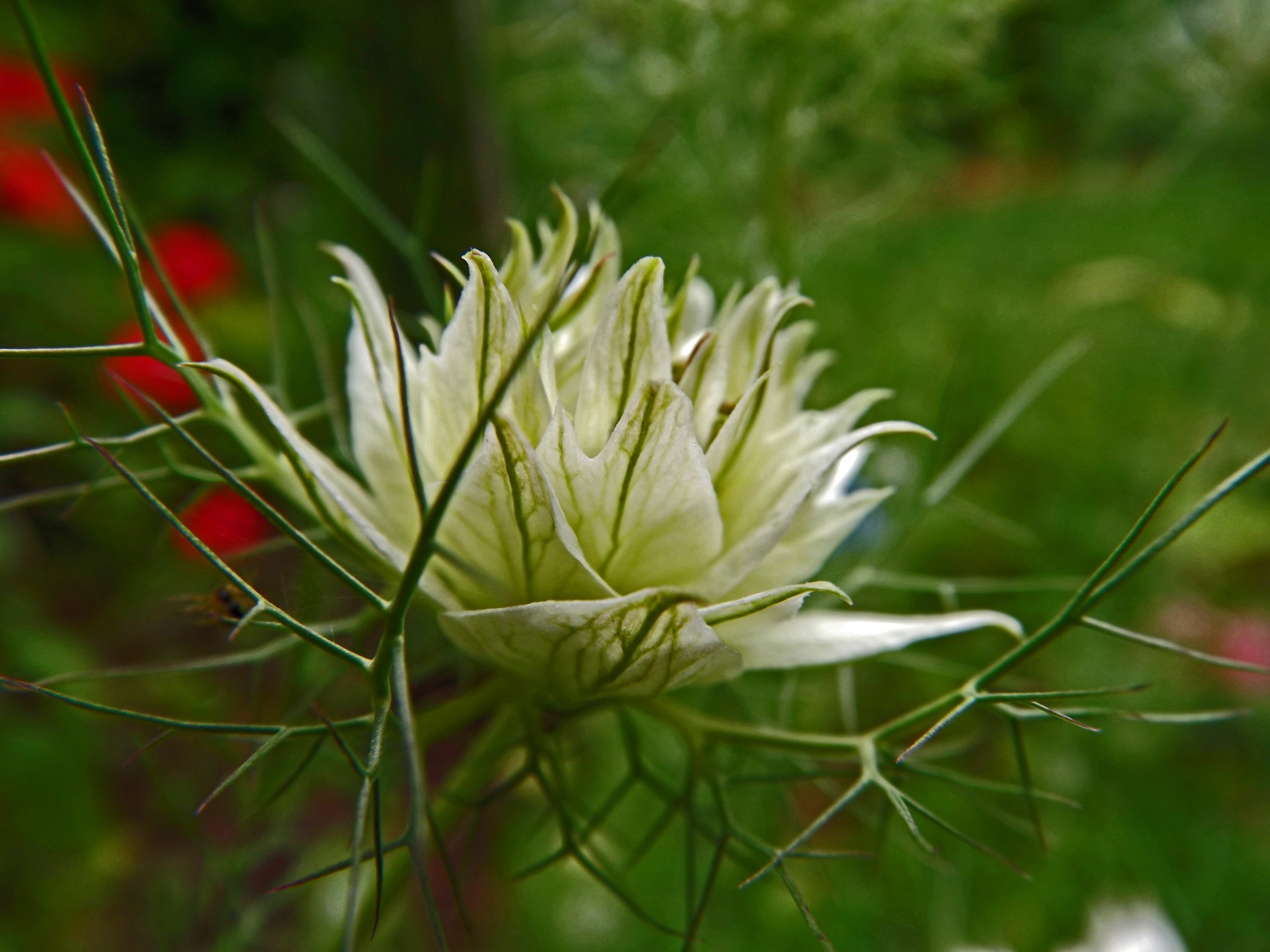 Wallpapers Nature Flowers fleurs d't